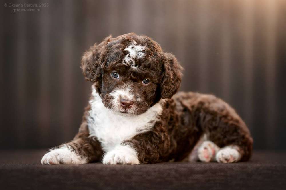 Иберия Гранте Кондрат