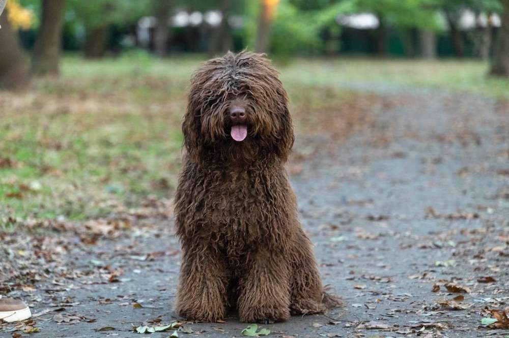 Pelayo del Bolanio ( Рей)