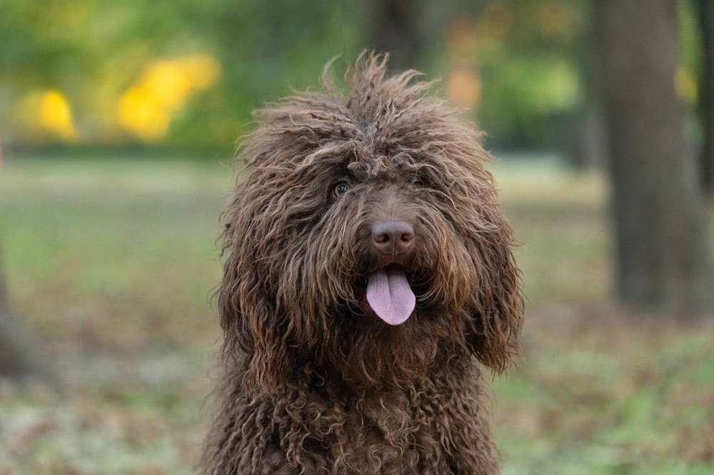 Pelayo del Bolanio ( Рей)