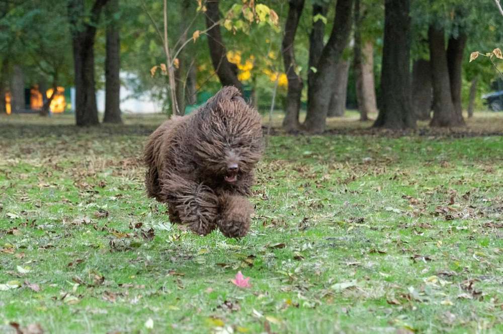 Pelayo del Bolanio ( Рей)