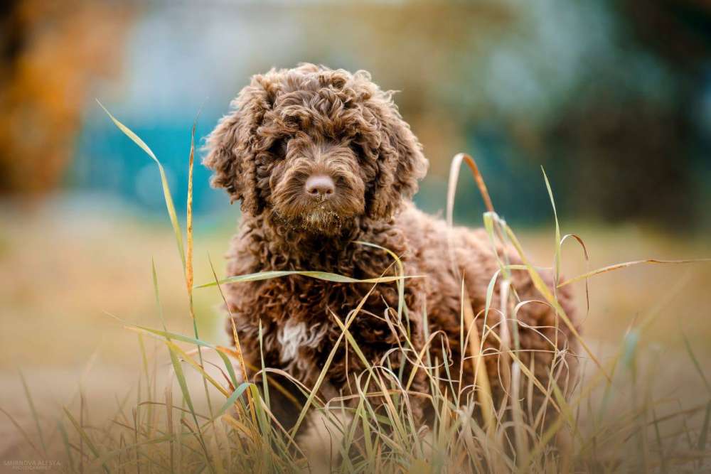 Иберия Гранте Миранда 