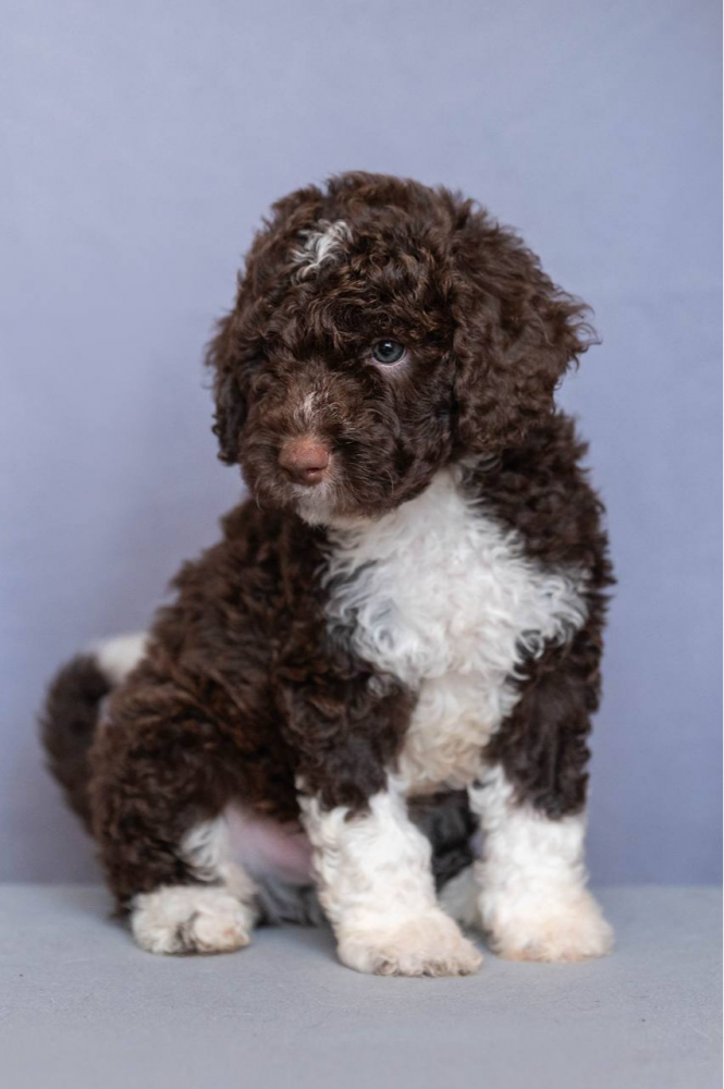 Иберия Гранте Прохор