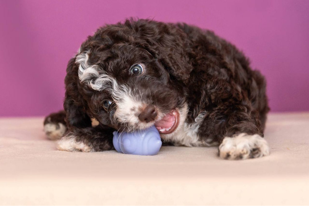 Иберия Гранте Прима