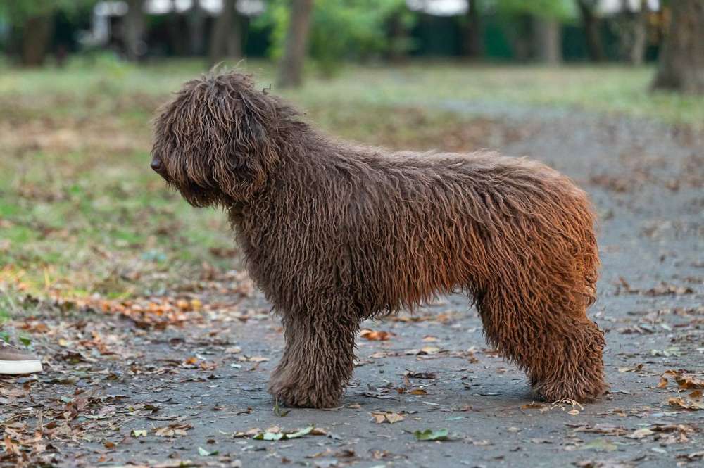 Иберия Гранте Барселона