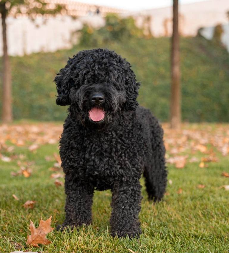 Виа Риччи Паула